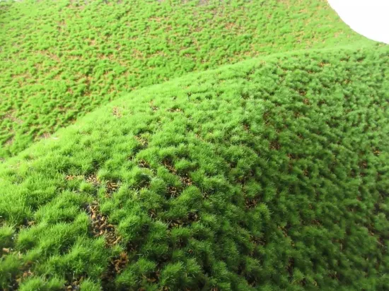 Tapis de mousse artificielle de gazon d'herbe de mousse verte de mur de plante de fausse mousse pour la décoration de mur